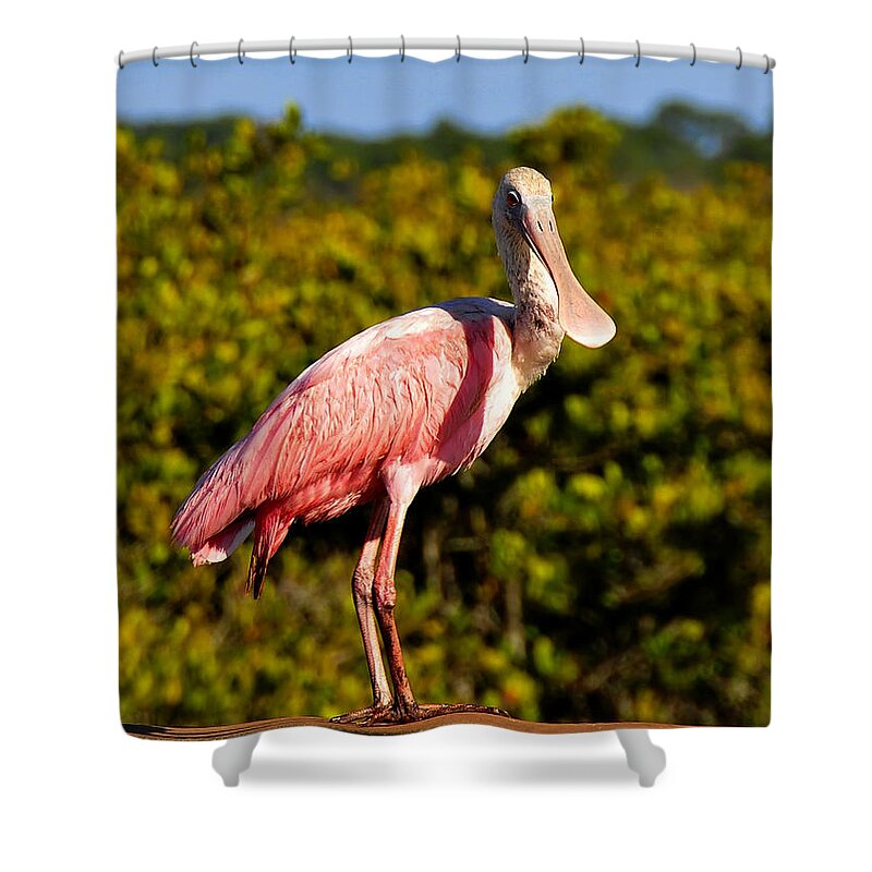 Wildlife Photography Shower Curtain featuring the photograph Spoonbill by David Lee Thompson