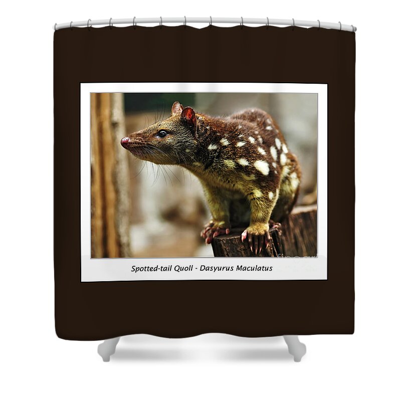 Photography Shower Curtain featuring the photograph Spotted-tail Quoll by Kaye Menner