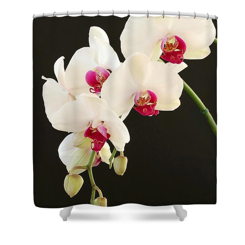 Orchid Shower Curtain featuring the photograph Spray of White Orchids by Sabrina L Ryan