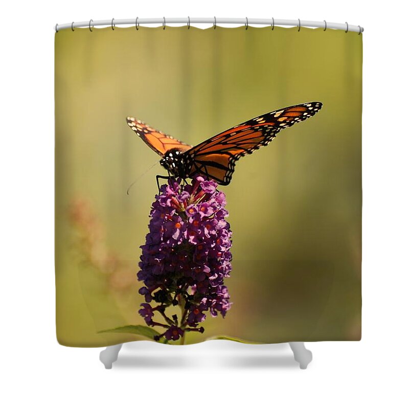 Spread Your Wings And Fly Shower Curtain featuring the photograph Spread Your Wings And Fly by Angie Tirado