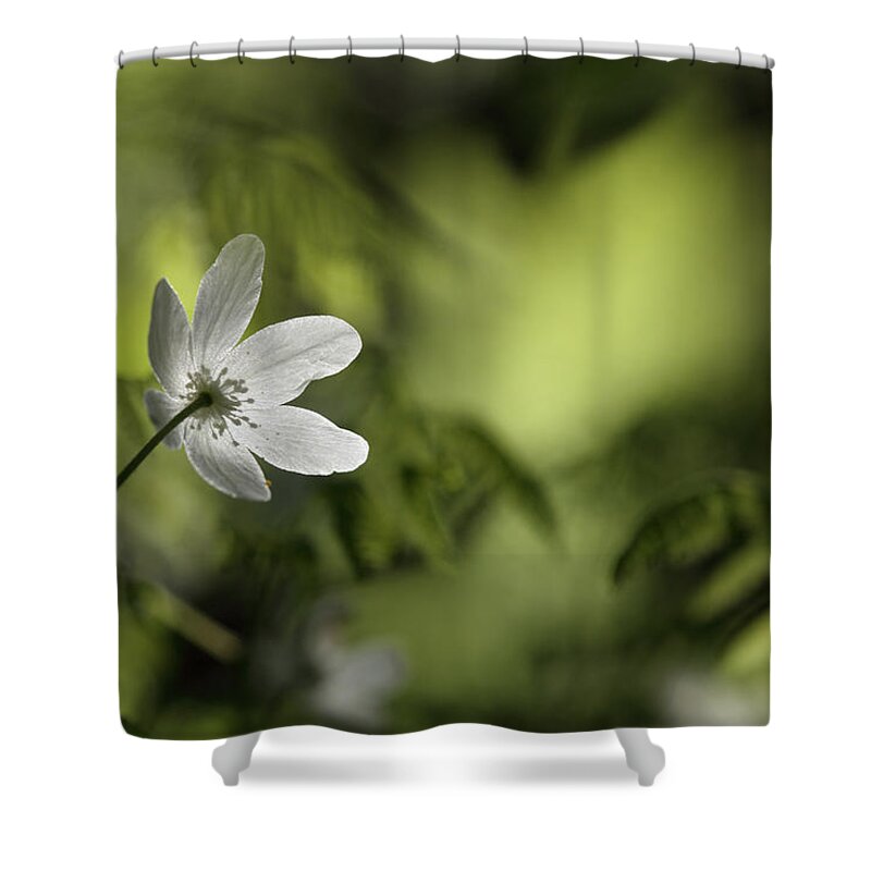 Nature Shower Curtain featuring the photograph Spring anemone by Ulrich Kunst And Bettina Scheidulin
