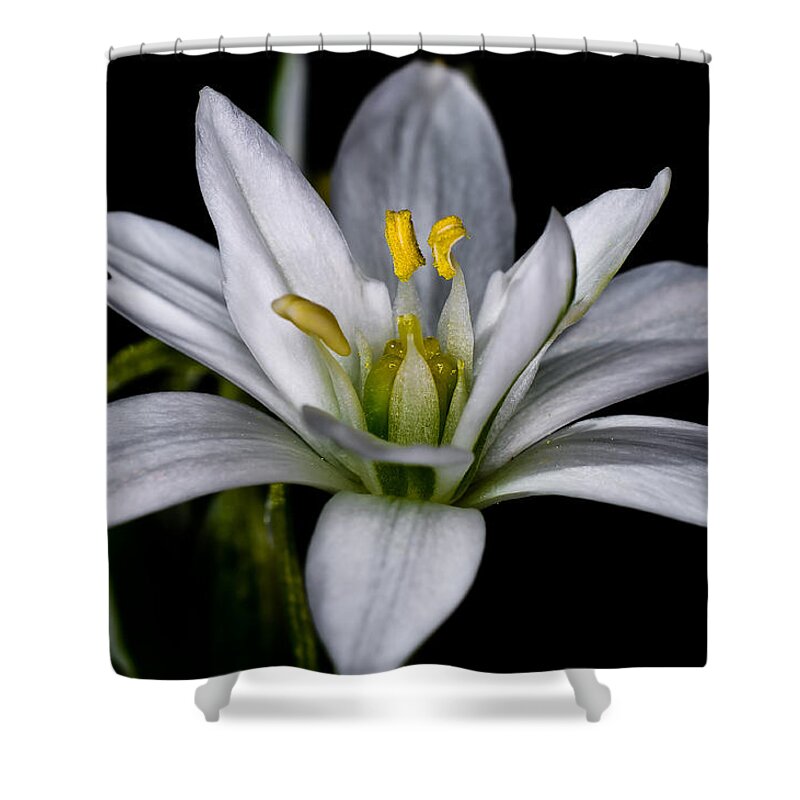 Macro Shower Curtain featuring the photograph Star of Bethlehem by Lori Coleman
