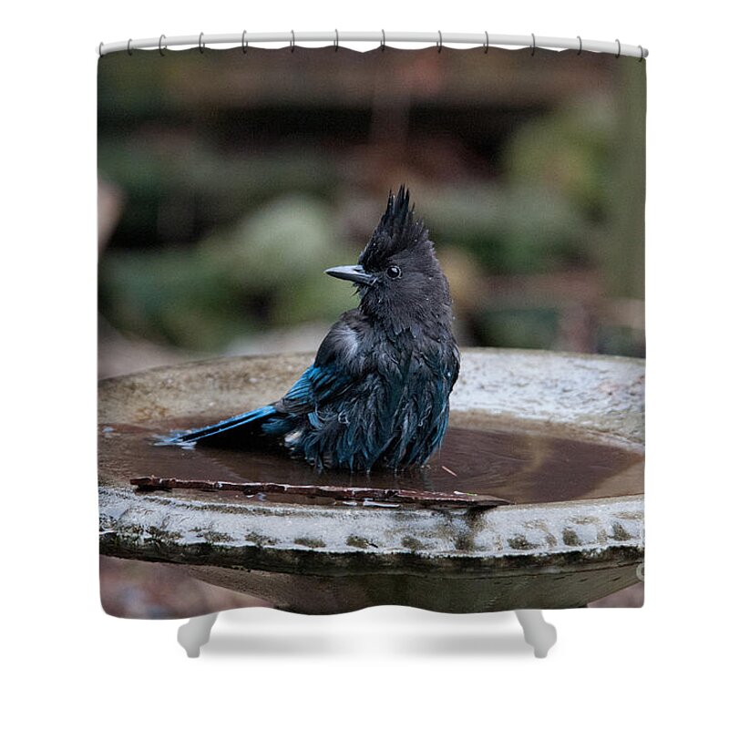 Animals Shower Curtain featuring the digital art Steller Jay in the Birdbath by Carol Ailles