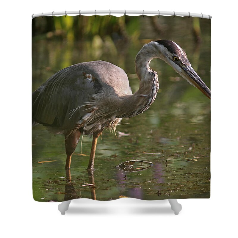 Great Blue Heron Shower Curtain featuring the photograph Stop Bugging Me by Juergen Roth