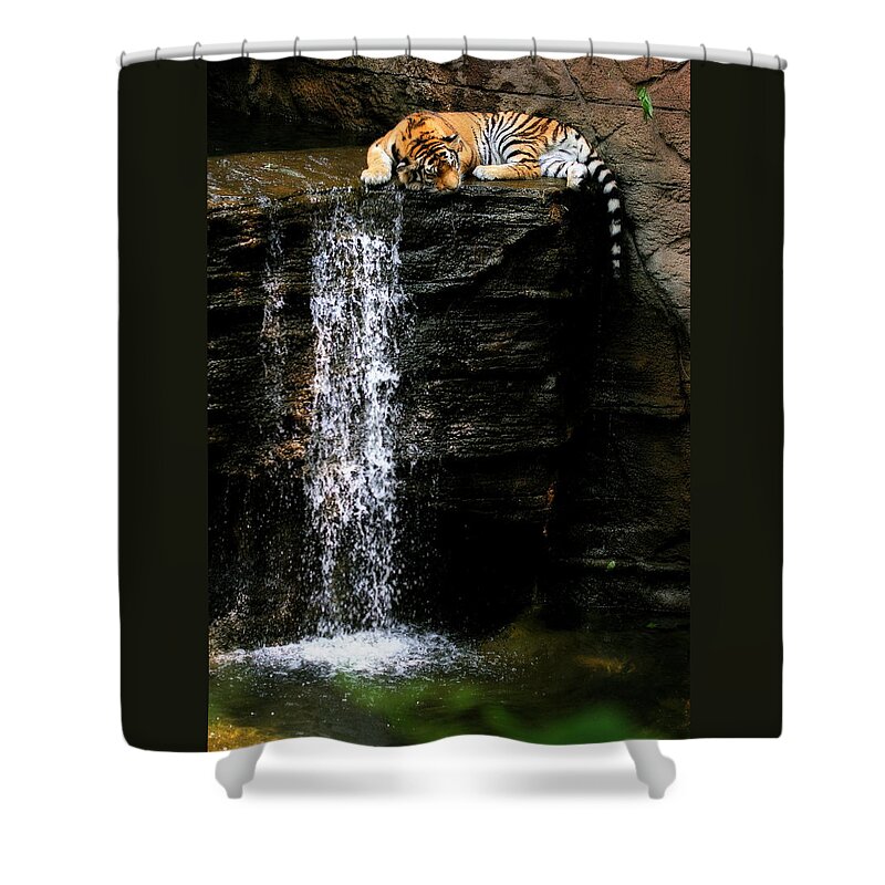 Amur Tiger Shower Curtain featuring the photograph Strength at Rest by Angela Rath