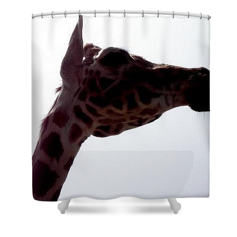 Giraffe Shower Curtain featuring the photograph Stretch by Kim Galluzzo Wozniak