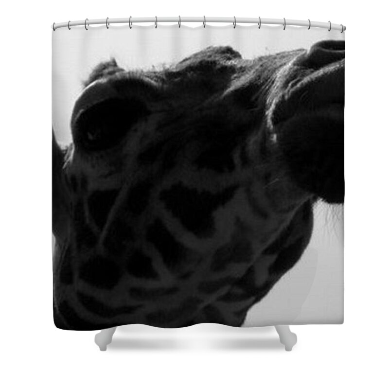 Giraffe Shower Curtain featuring the photograph Strike A Pose by Kim Galluzzo Wozniak