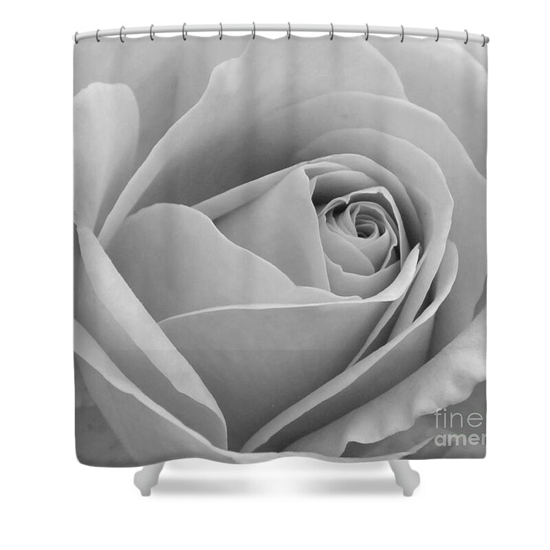 Rose Shower Curtain featuring the photograph Study in black and white by Cindy Manero