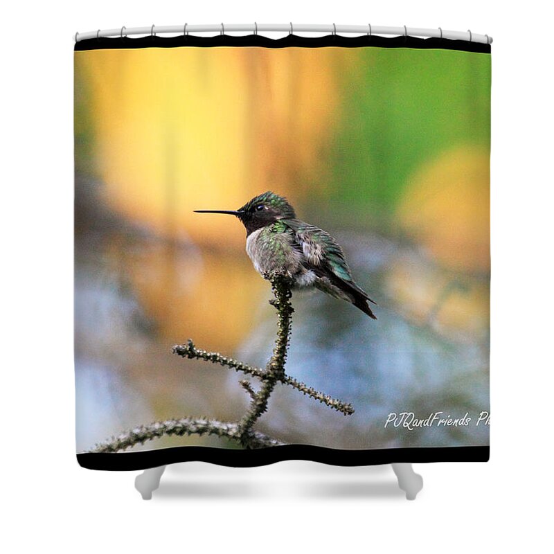 Hummingbird Shower Curtain featuring the photograph 'Summer Hummer' by PJQandFriends Photography