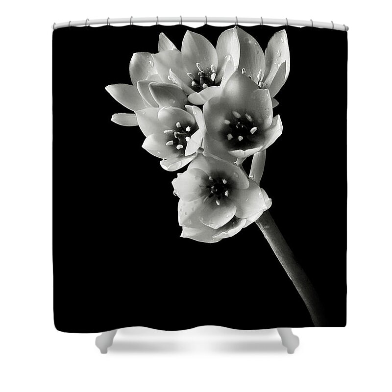 Flower Shower Curtain featuring the photograph Sun Star in Black and White by Endre Balogh