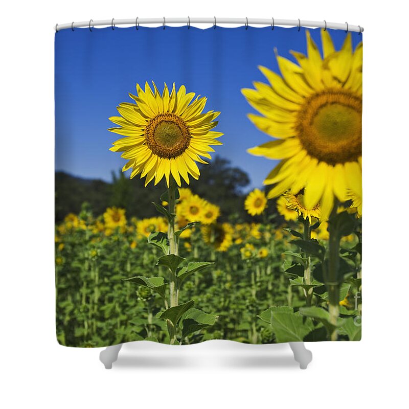 Nature Shower Curtain featuring the photograph Sunflower by Dennis Flaherty and Photo Researchers