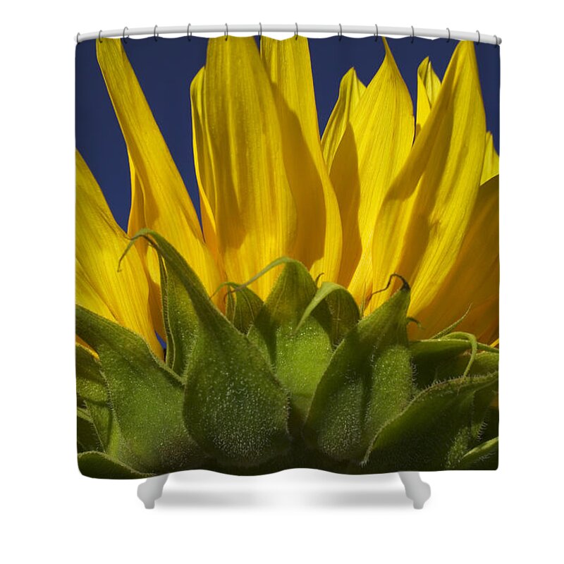 Sunflower Shower Curtain featuring the photograph Sunflower by Garry Gay