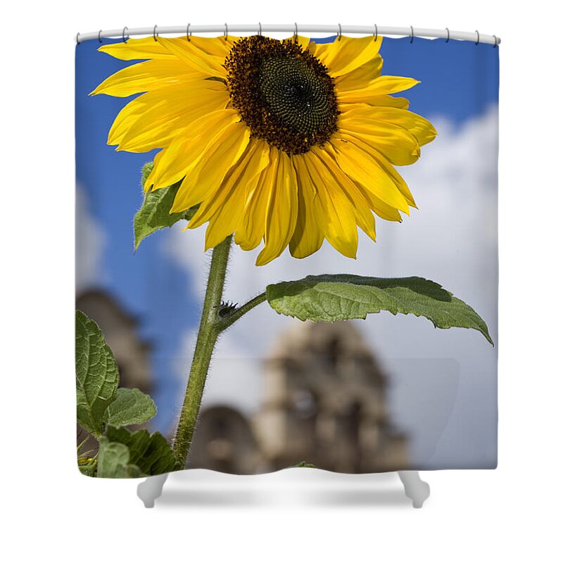 Sunflower Shower Curtain featuring the photograph Sunflower in Balboa Park by Daniel Knighton