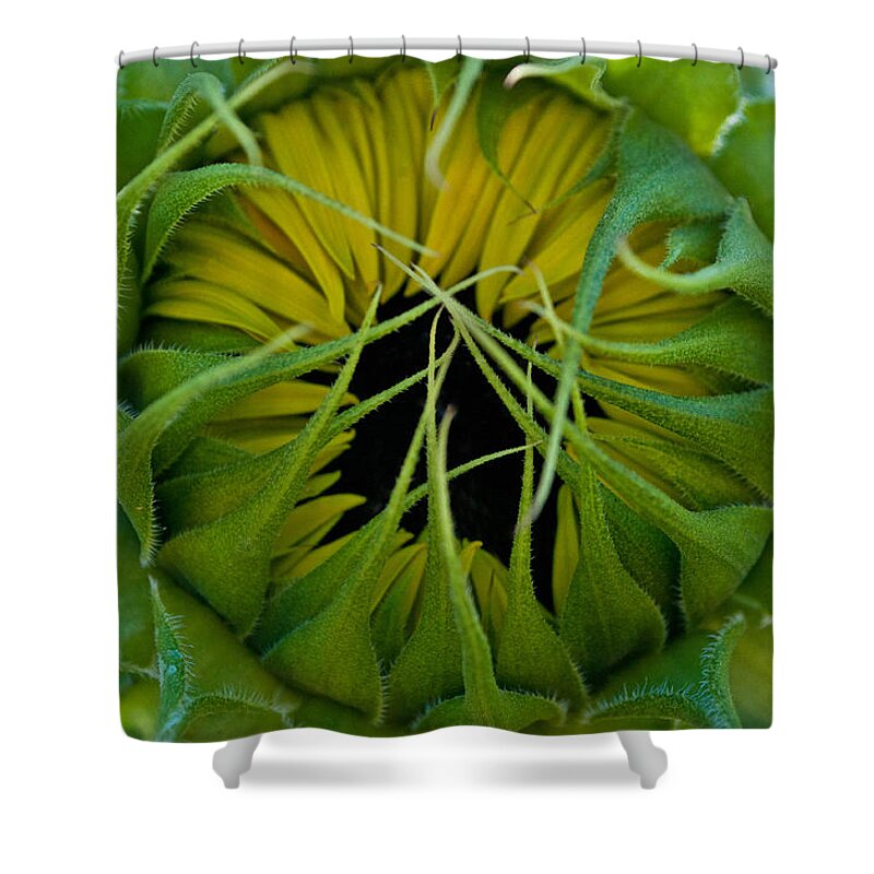 Sunflower Shower Curtain featuring the photograph Sunflower Kisses by Tikvah's Hope