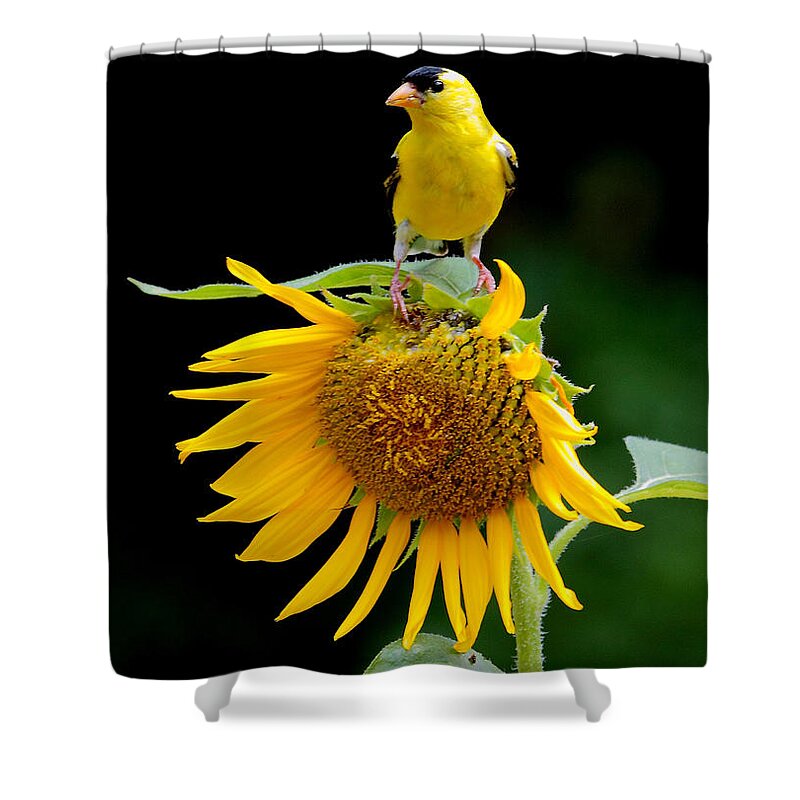  Shower Curtain featuring the photograph 'Sunflower Meets Goldfinch' by PJQandFriends Photography
