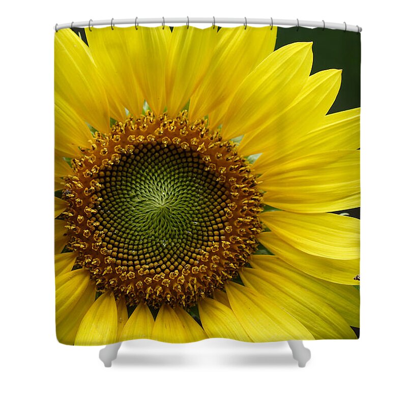 Helianthus Annuus Shower Curtain featuring the photograph Sunflower With Insect by Daniel Reed