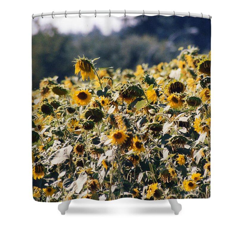 Sunflowers Shower Curtain featuring the photograph Sunflowers by Maureen E Ritter