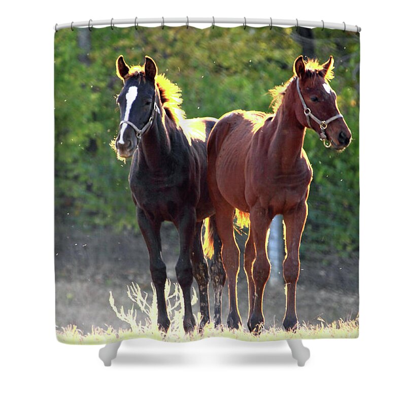 Thorougbred Race Horse Shower Curtain featuring the photograph 'Sunlight Babies' by PJQandFriends Photography
