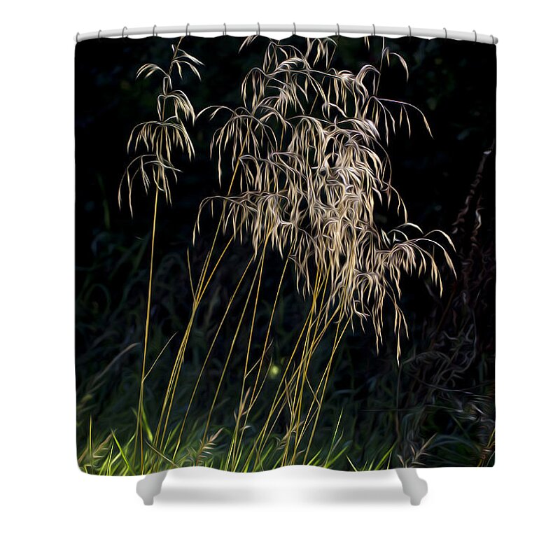 Clare Bambers Shower Curtain featuring the photograph Sunlit Grasses. by Clare Bambers