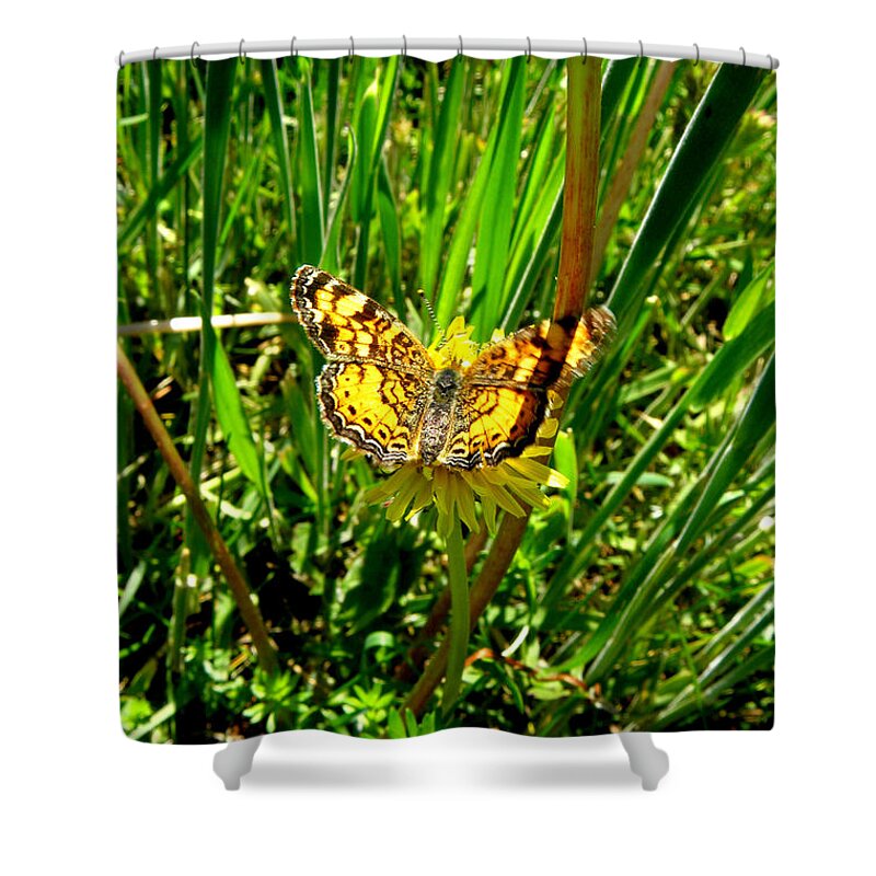 Butterfly Shower Curtain featuring the photograph Sunning On A Dandelion by Kim Galluzzo Wozniak