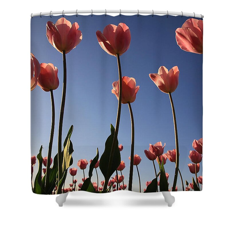 Flowers Shower Curtain featuring the photograph Sunny Tulips by Steve McKinzie