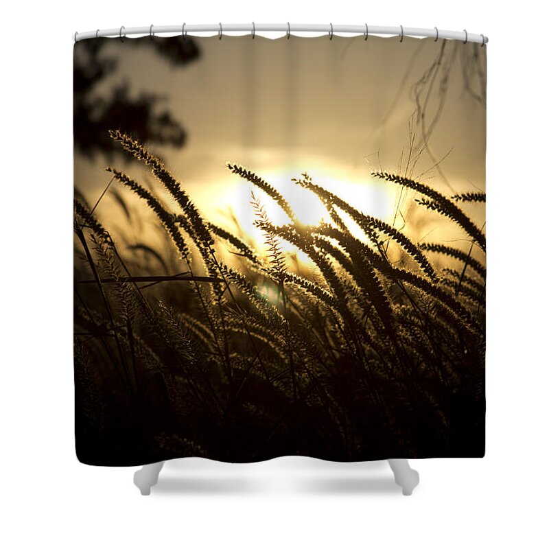 Sunset Shower Curtain featuring the photograph Sunset Behind Tall Grass by Douglas Barnard