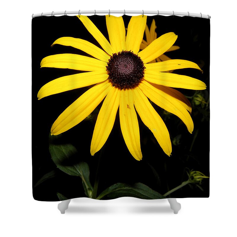 Flower Shower Curtain featuring the photograph Suzy at night by Kim Galluzzo