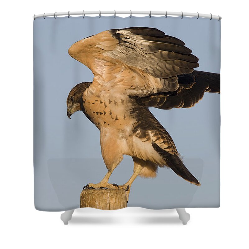Hawk Shower Curtain featuring the photograph Swainson Hawk on Post by Mark Duffy