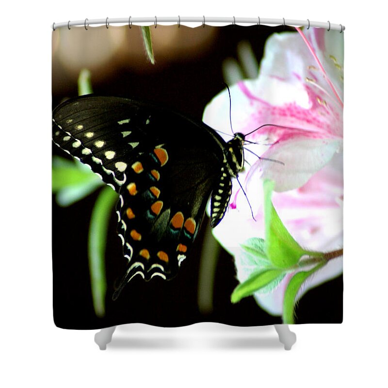 Swallowtail Shower Curtain featuring the photograph Swallowtail by David Weeks