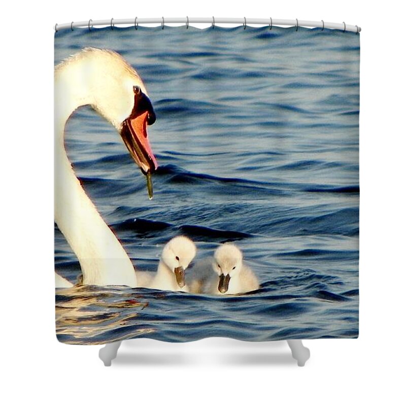 Swans Shower Curtain featuring the digital art Swan and Signets on Wall Lake by Lori Ann Thwing