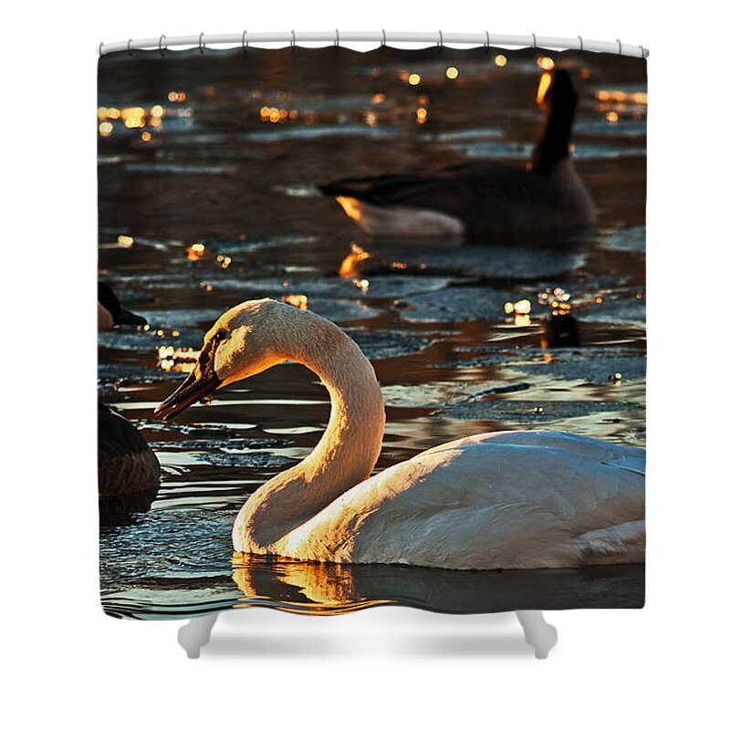 Lakeside Shower Curtain featuring the photograph Swan And Sunset by Ed Peterson