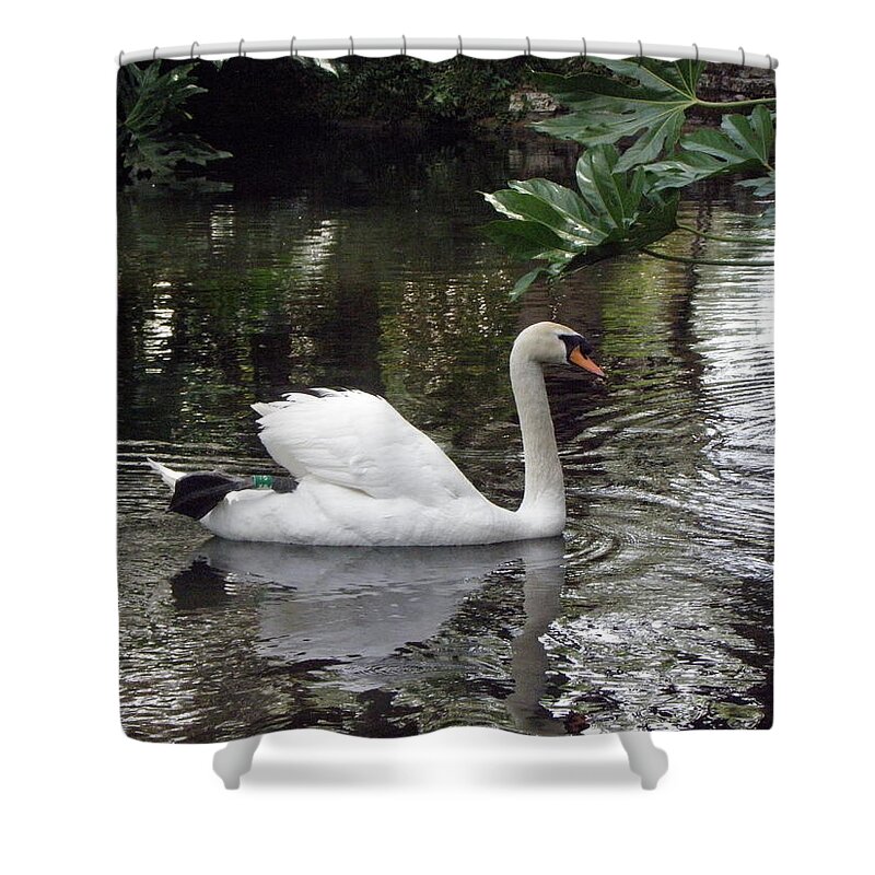 Swan Shower Curtain featuring the photograph Swan beauty by Kim Galluzzo