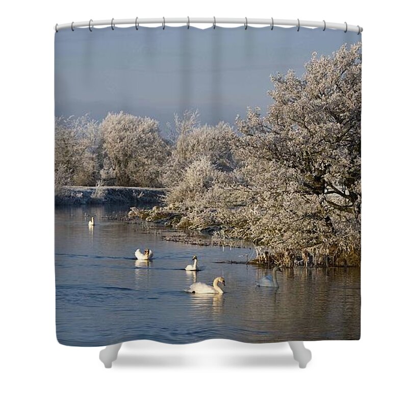 Swan Shower Curtain featuring the photograph Swan Patrol by Rob Hemphill