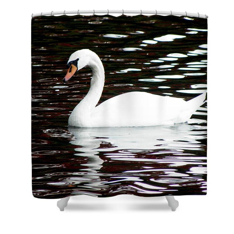 Swan Shower Curtain featuring the photograph Swan Perfection by Kim Galluzzo