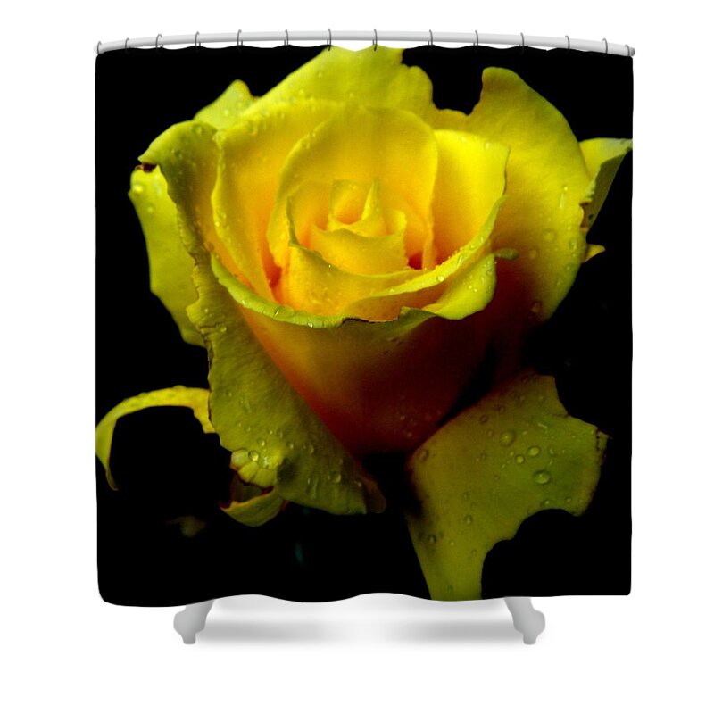 Yellow Shower Curtain featuring the photograph Swirls Of Yellow Delight by Kim Galluzzo