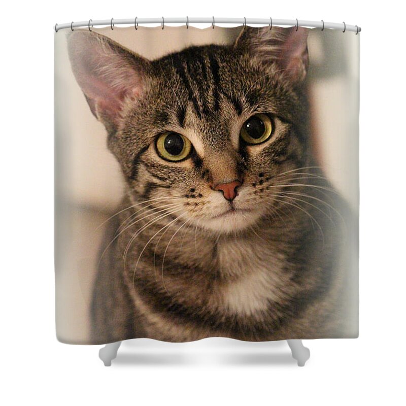 Tabby Cat Shower Curtain featuring the photograph Tabby Cat by Kathy White