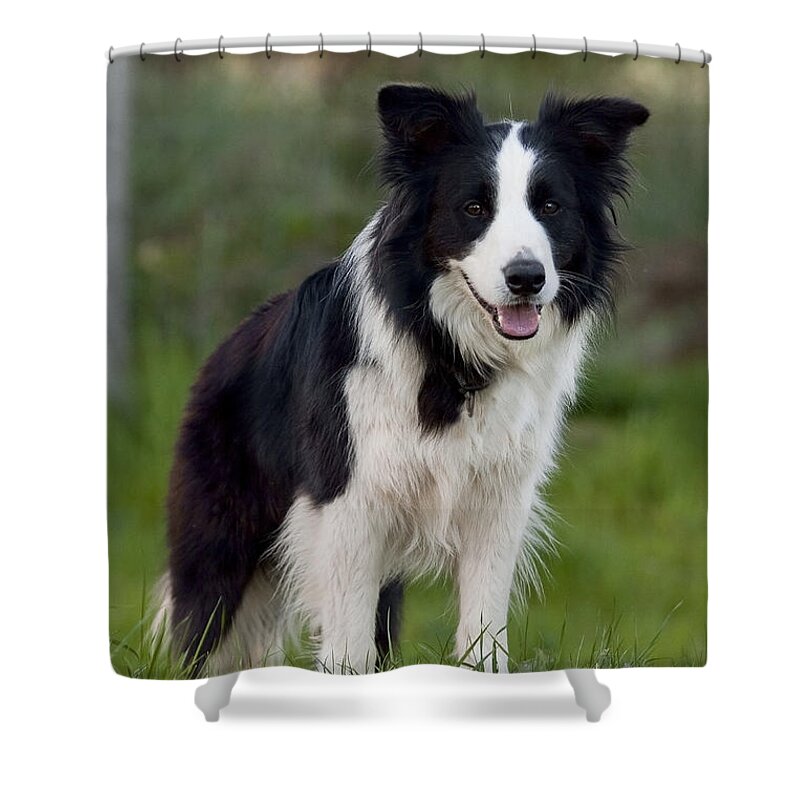 Border Collie Shower Curtain featuring the photograph Taj - Border Collie by Michelle Wrighton
