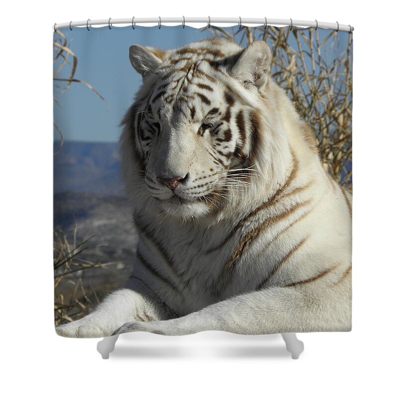 Cat Shower Curtain featuring the photograph Taking a cat nap by Kim Galluzzo