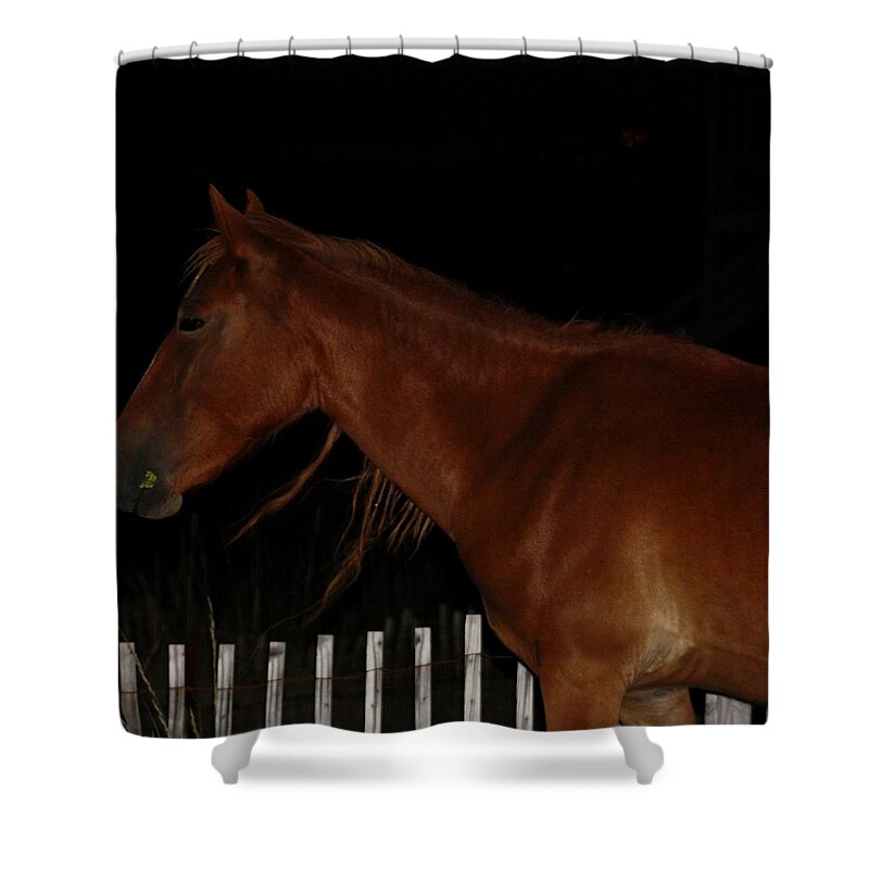 Wild Spanish Mustang Shower Curtain featuring the photograph Taking a Horse Nap by Kim Galluzzo