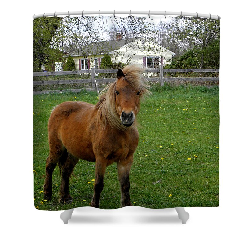 Miniature Pony Shower Curtain featuring the photograph Taking A Stand by Kim Galluzzo