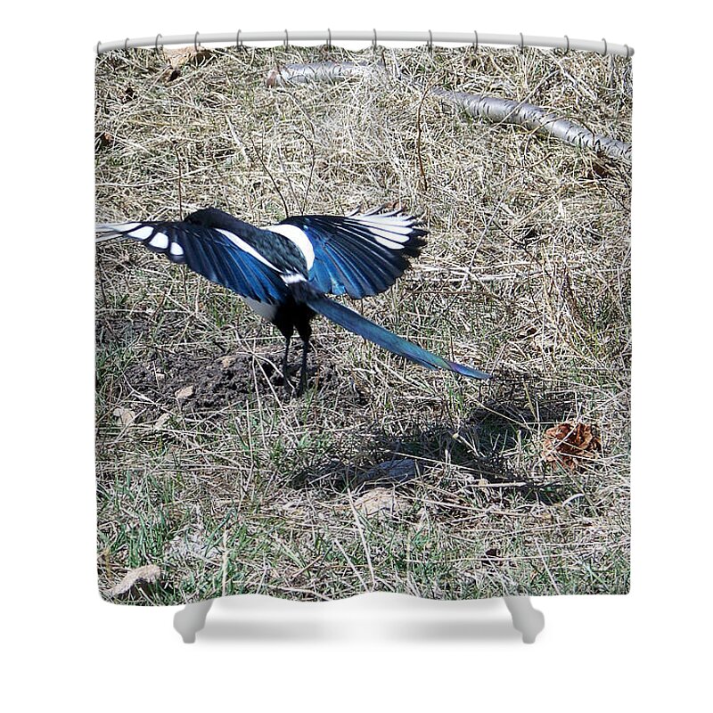 Magpie Shower Curtain featuring the photograph Taking Off by Dorrene BrownButterfield