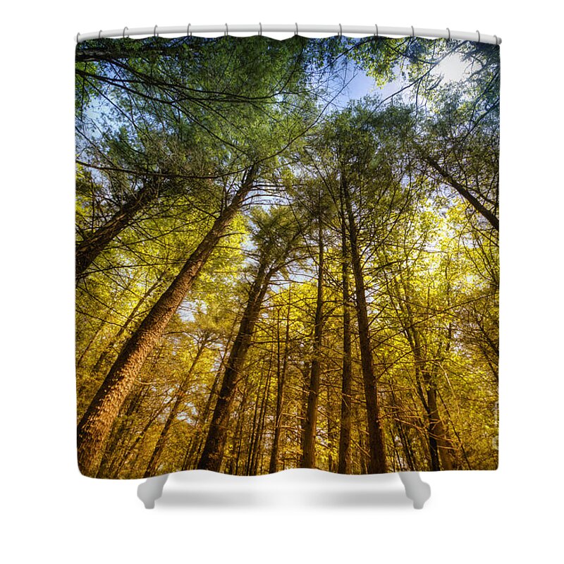 Yhun Suarez Shower Curtain featuring the photograph Tall Trees by Yhun Suarez
