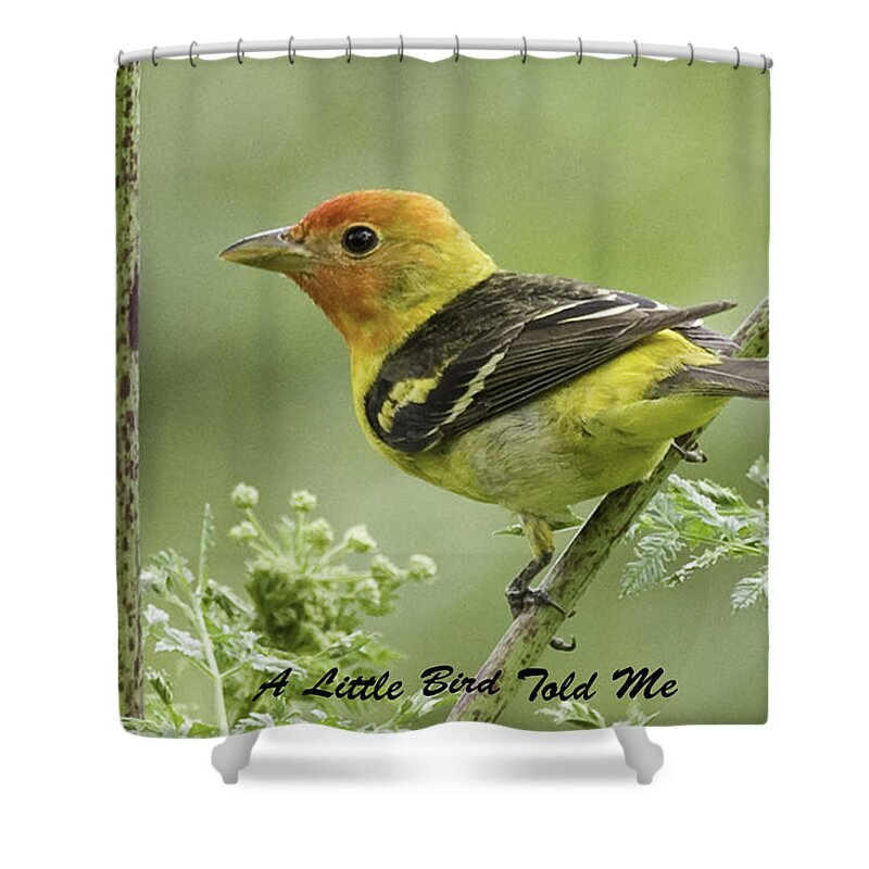 Little Bird Shower Curtain featuring the photograph Tanager Card by Betty Depee