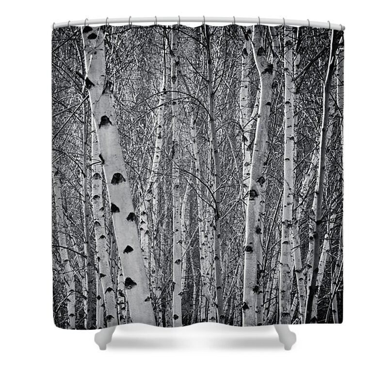 Silver Birch Shower Curtain featuring the photograph Tate Modern Trees by Lenny Carter