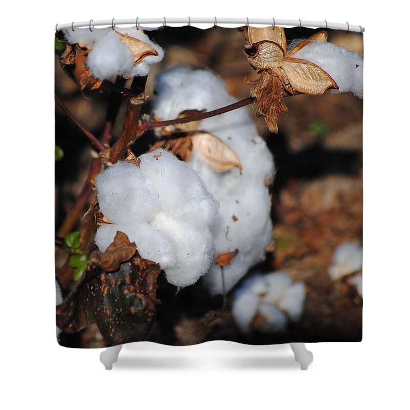 Brown Shower Curtain featuring the photograph Tennessee Cotton II by Jai Johnson