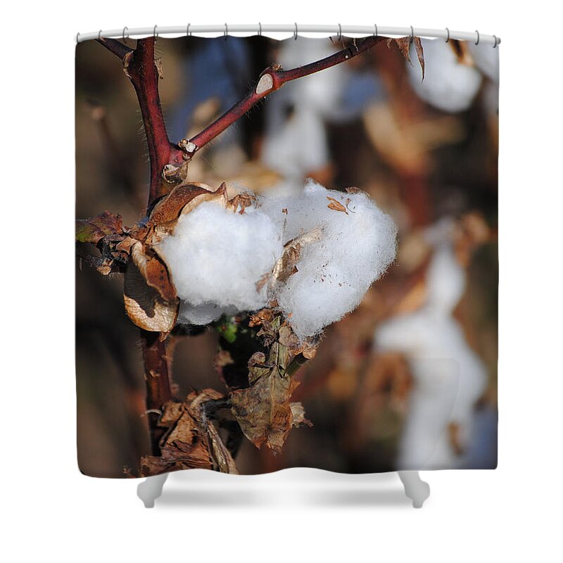 Brown Shower Curtain featuring the photograph Tennessee Cotton IV by Jai Johnson