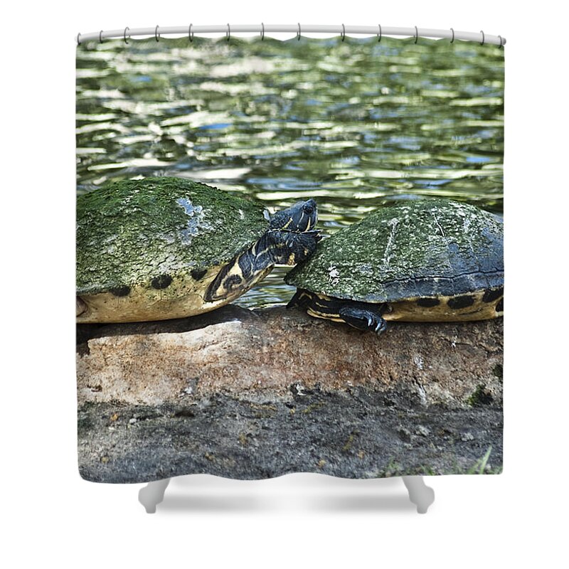  Shower Curtain featuring the photograph Thanks For The Nudge by Carolyn Marshall