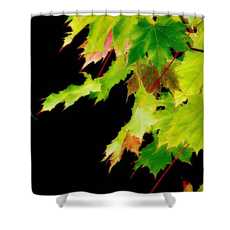Maple Shower Curtain featuring the photograph The Beginning Of Change by Rory Siegel