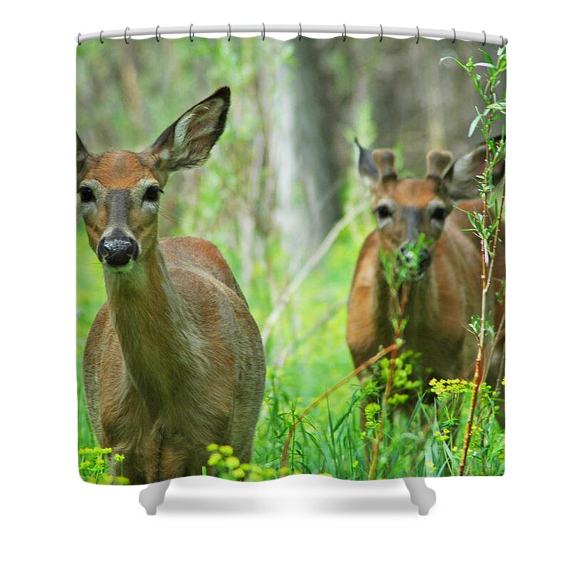 Deer Shower Curtain featuring the photograph The Curious and the Shy by Lynn Bauer