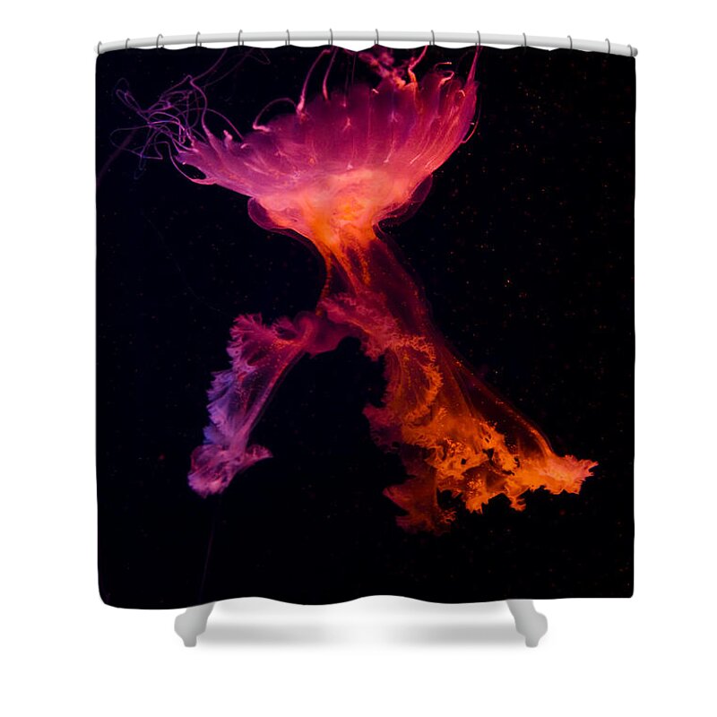 Jellyfish Shower Curtain featuring the photograph The Dance by Carrie Cranwill